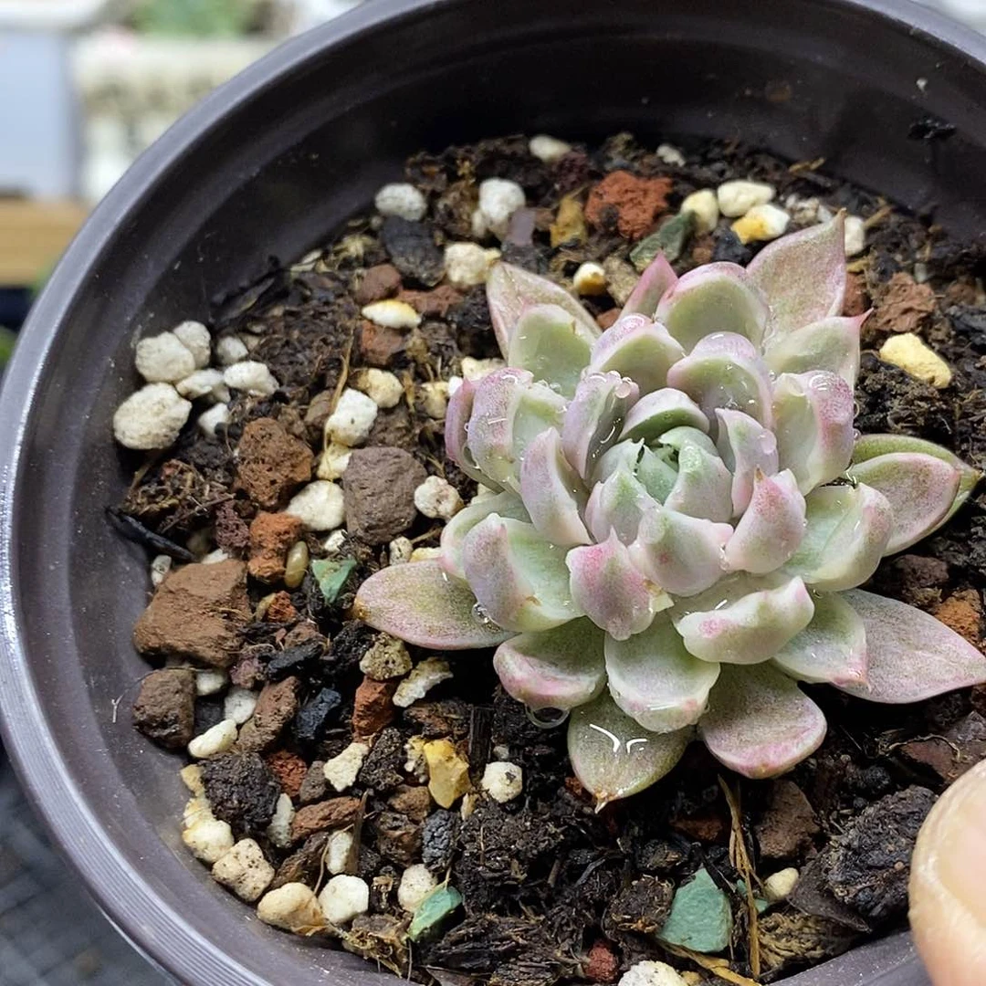 28196 玫瑰夫人锦