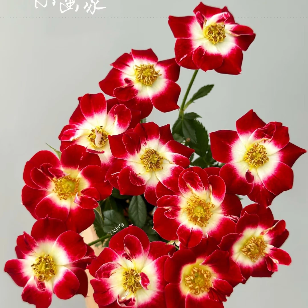 【3颗包邮】小画家养活月季花微月四季开花迷你花卉日系单瓣艺术家