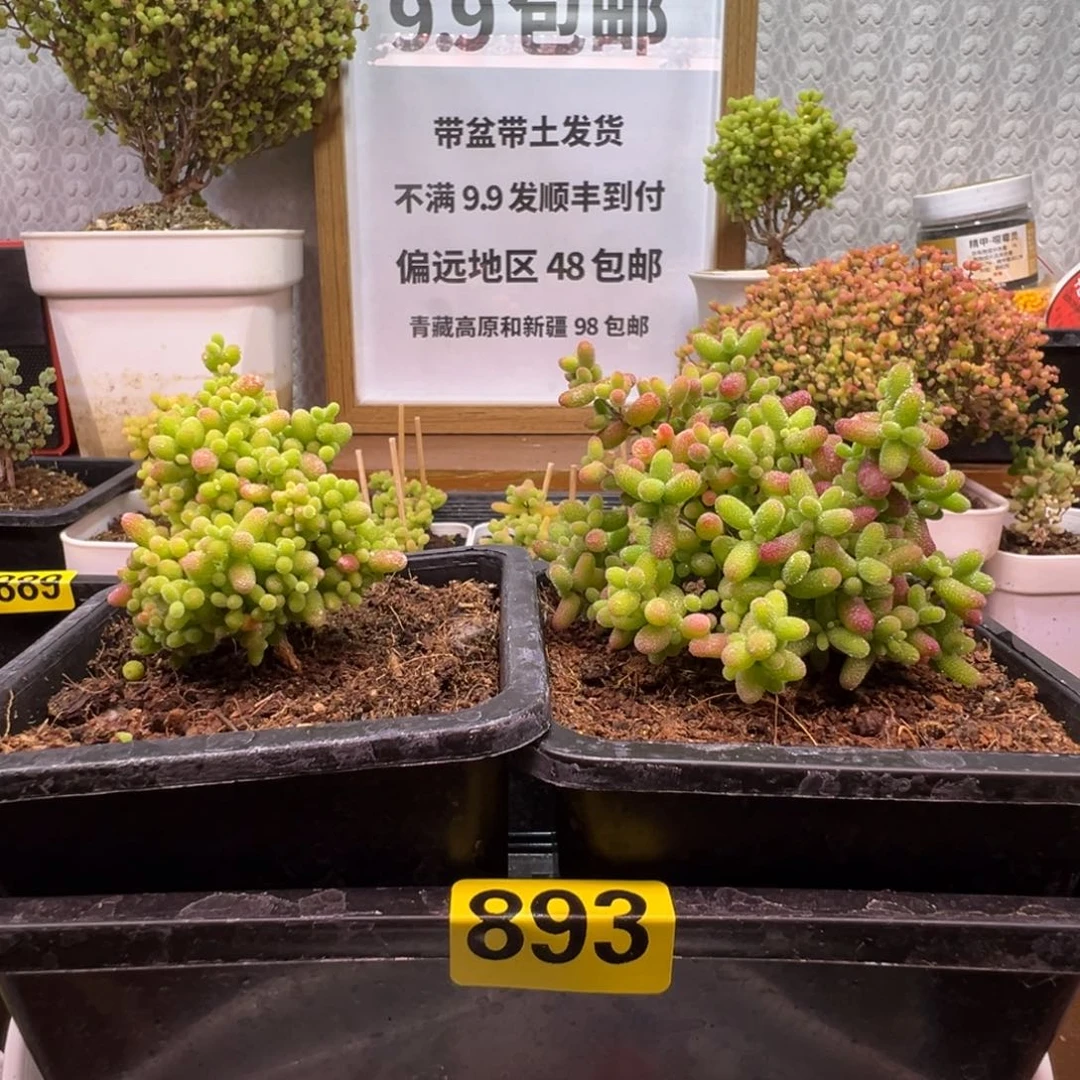 枝干番杏番肉植物893