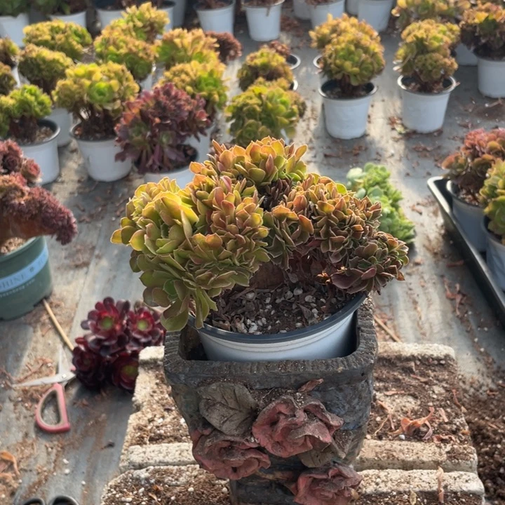 依****瑙玫瑰缀化8元包邮