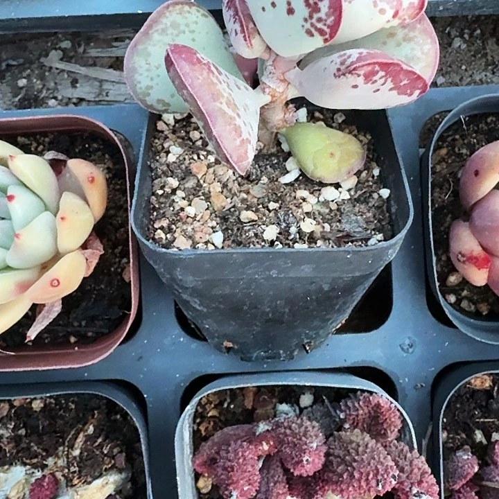 风***?多肉植物满20包邮