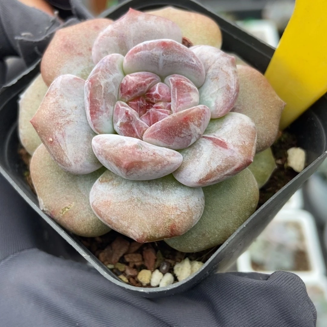 952石榴籽石化多肉植物