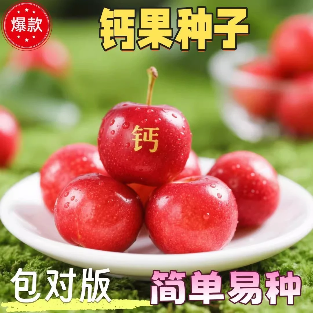 钙果种子新采高钙果树种子北方耐寒四季易种活种籽子欧李种子钙果