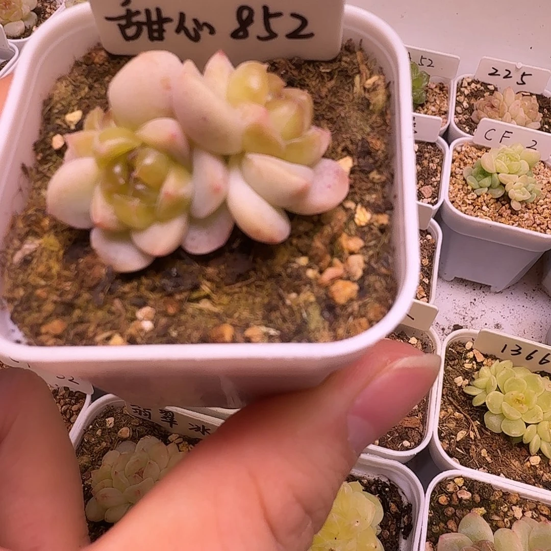 甜心852多肉植物一物一拍