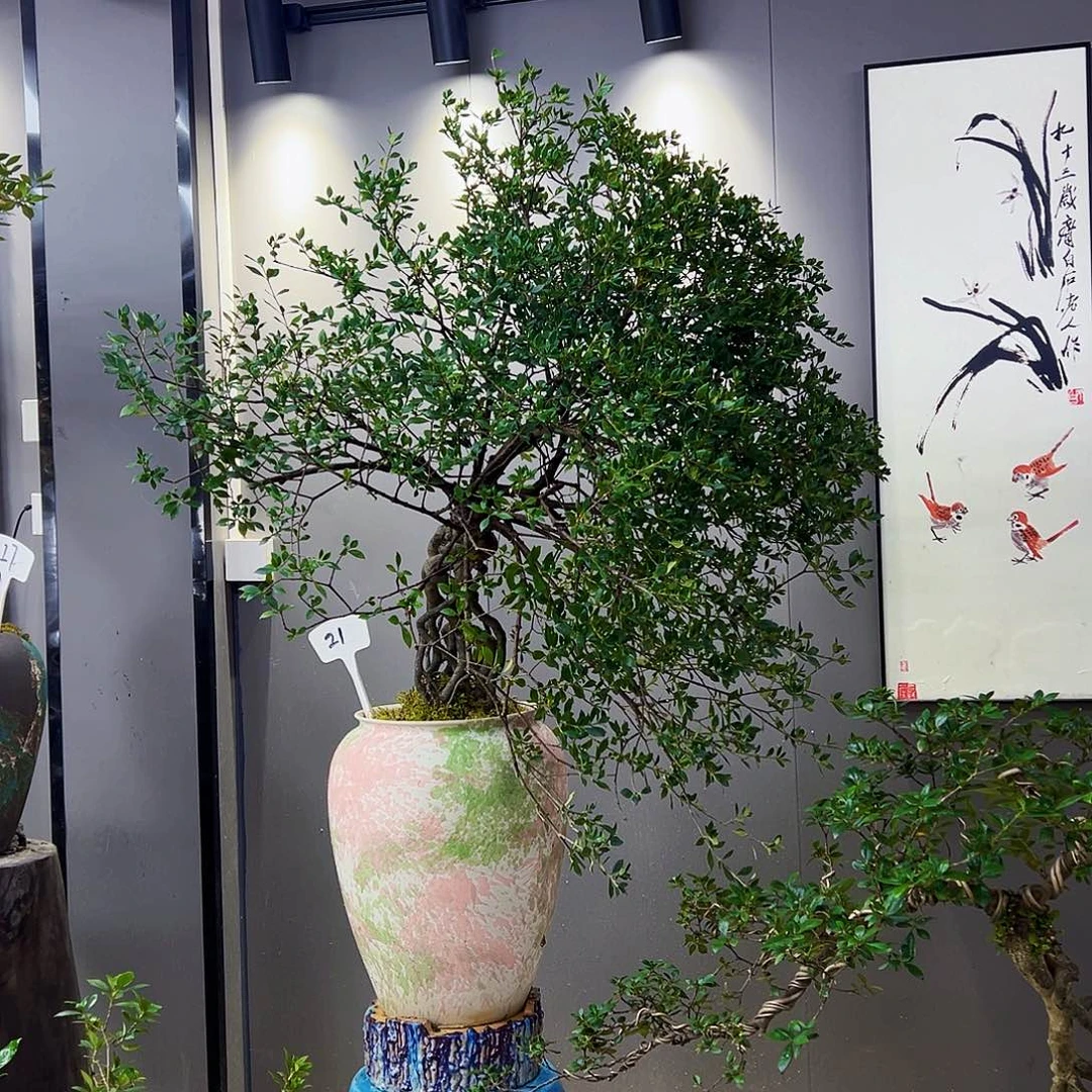 修*海岛榄叶栀子花