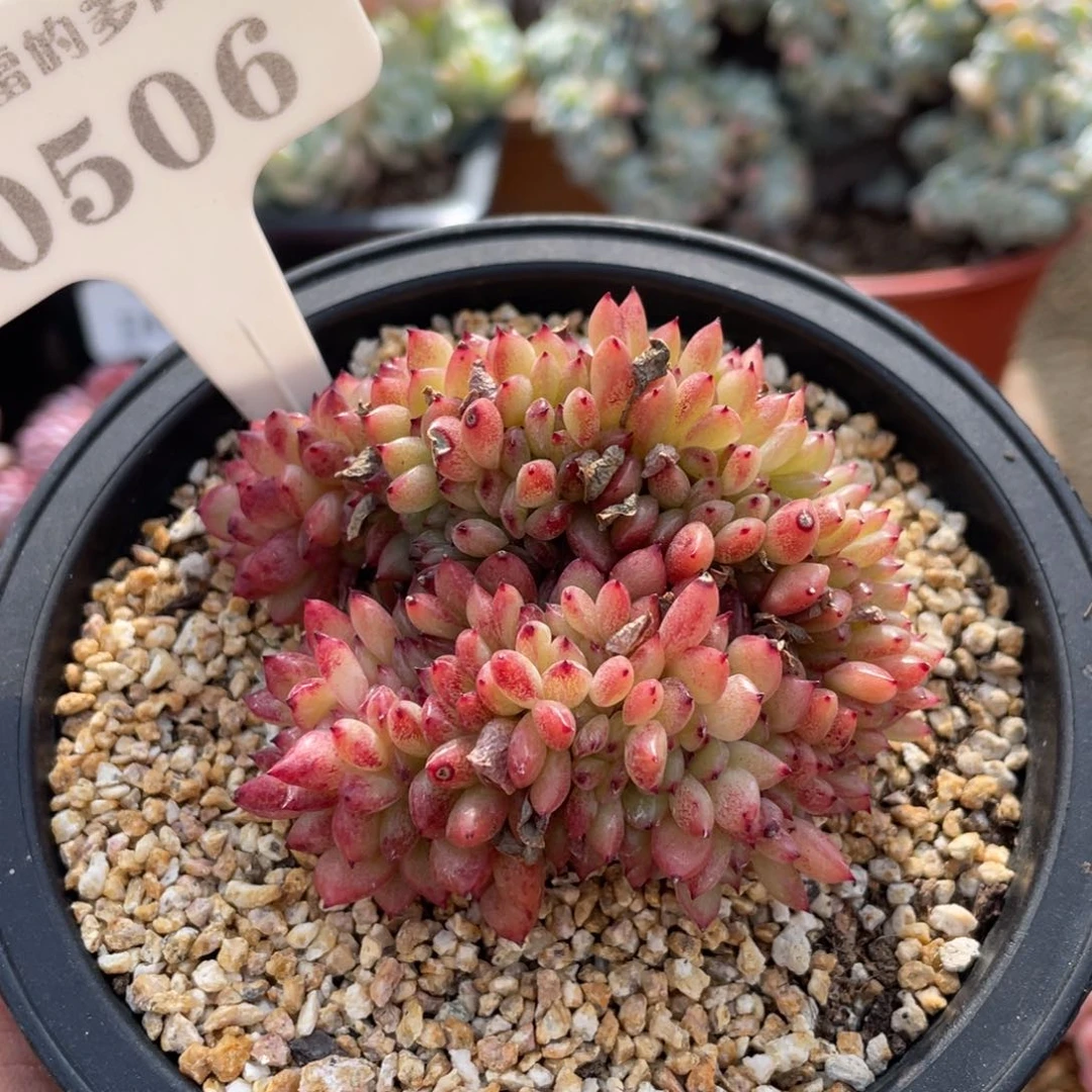 0506红国王缀不带盆8厘米