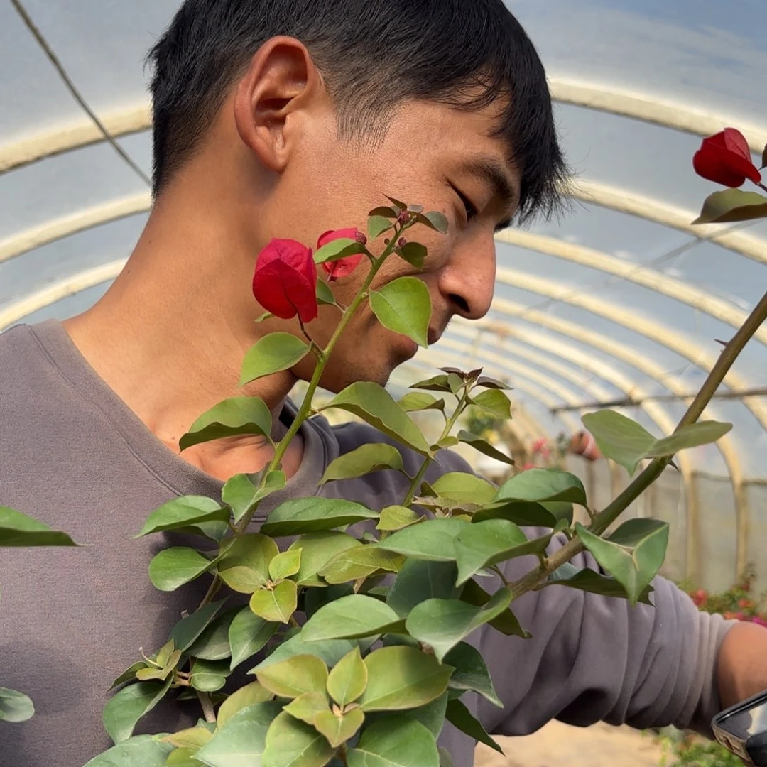 宝***双全部花苞（血红）三角梅会落花落叶苗情有大有小