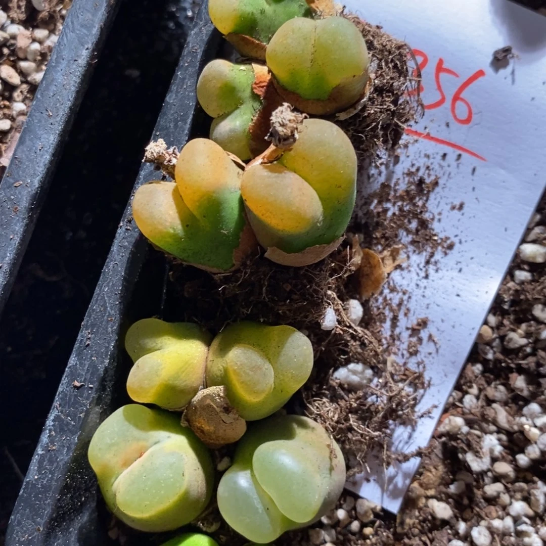 郭***蝈25356。    一组。
