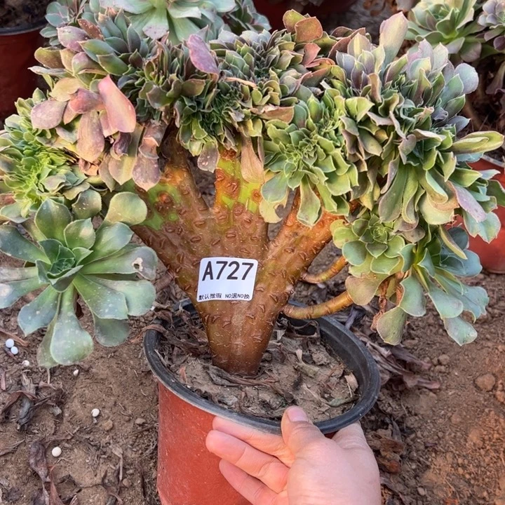 玫瑰缀多肉植物727.