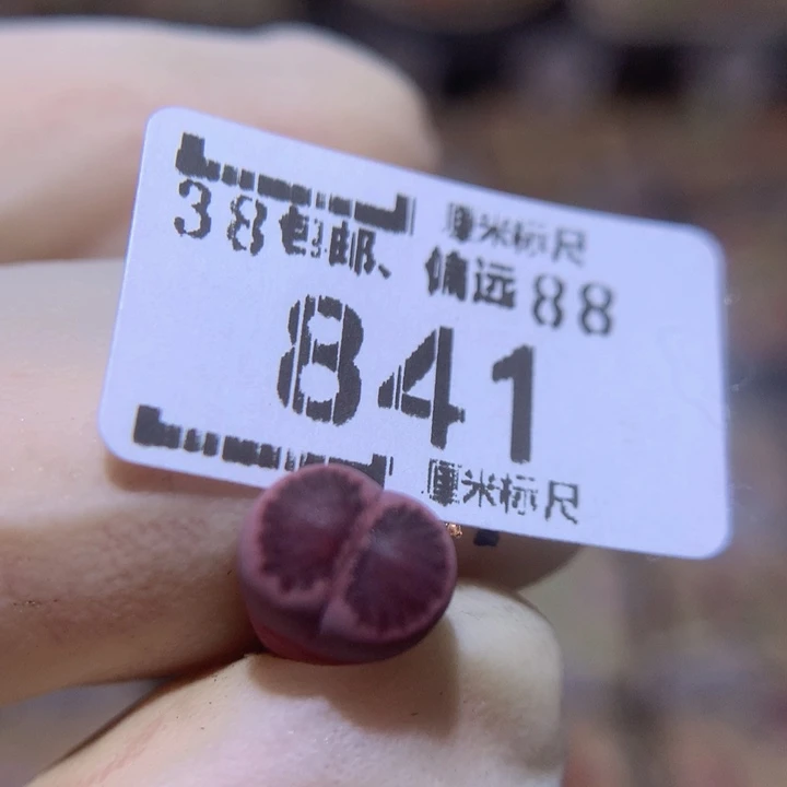 Sss多肉生生花841