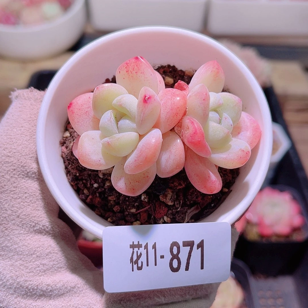 花利美11-871冰玉