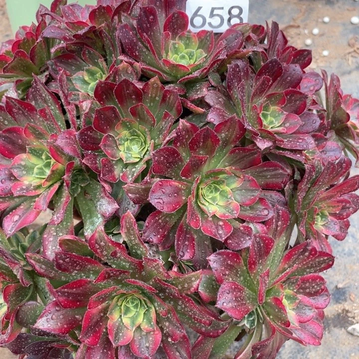 658多肉植物安娜