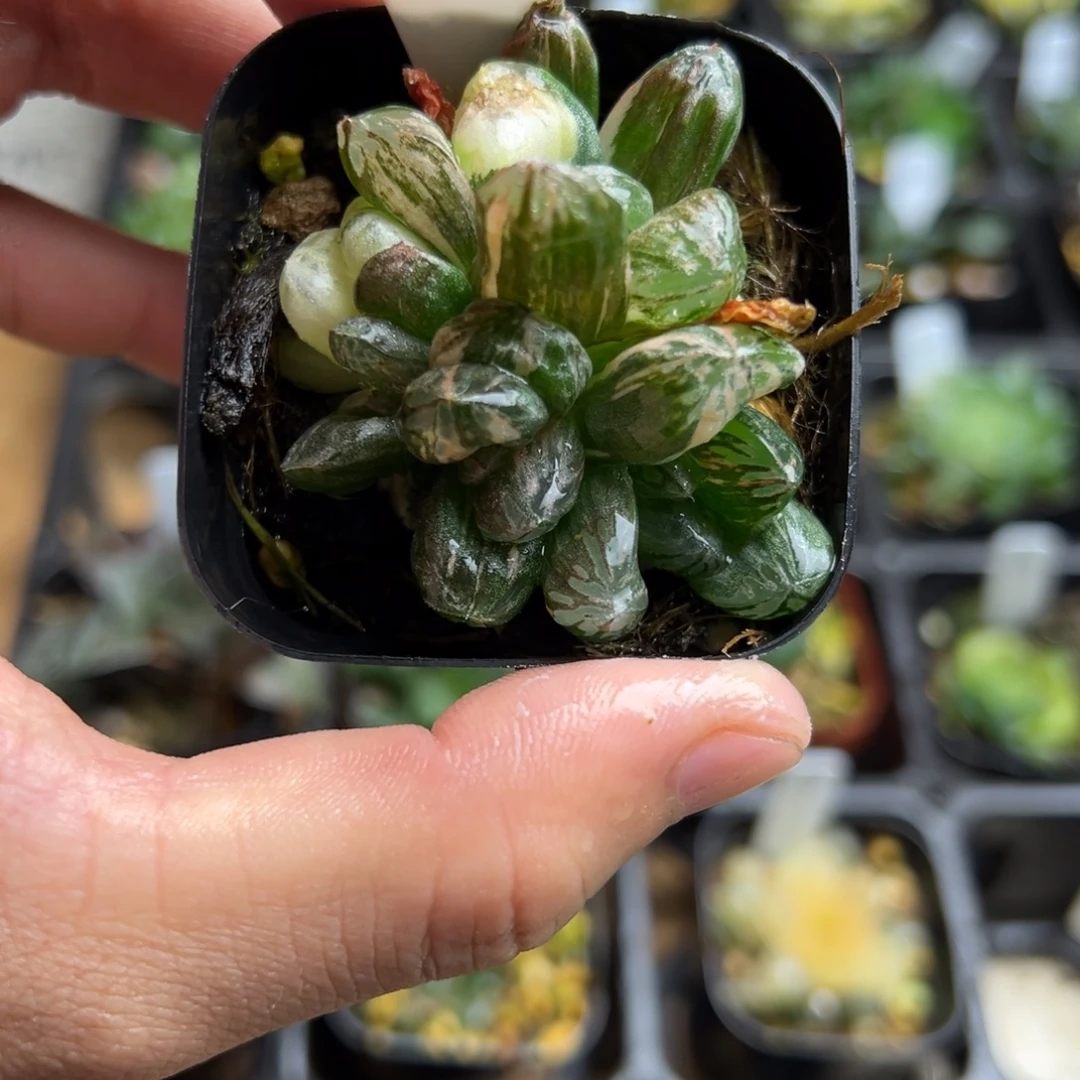 8红太阳玉露锦一物一拍