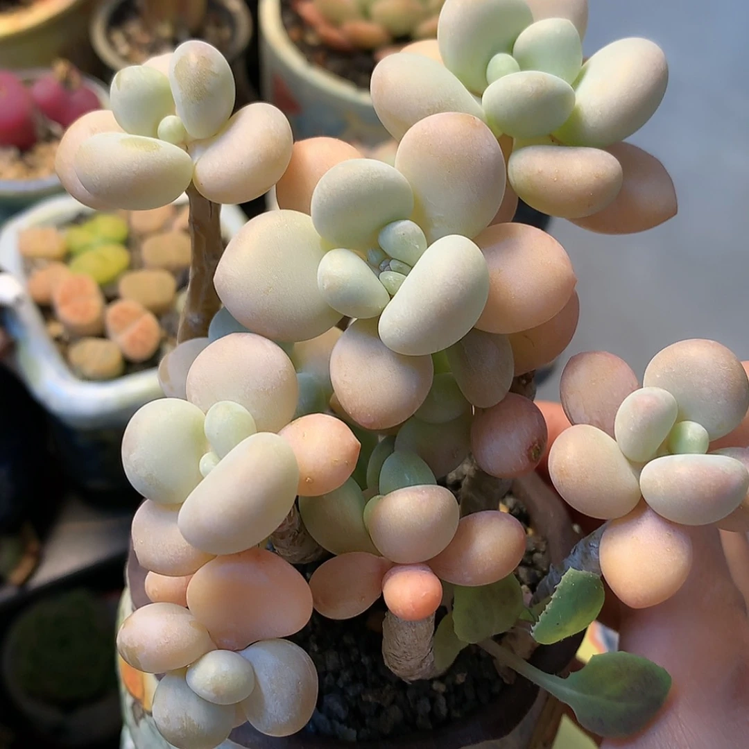 【闪购商品】cheese洛神