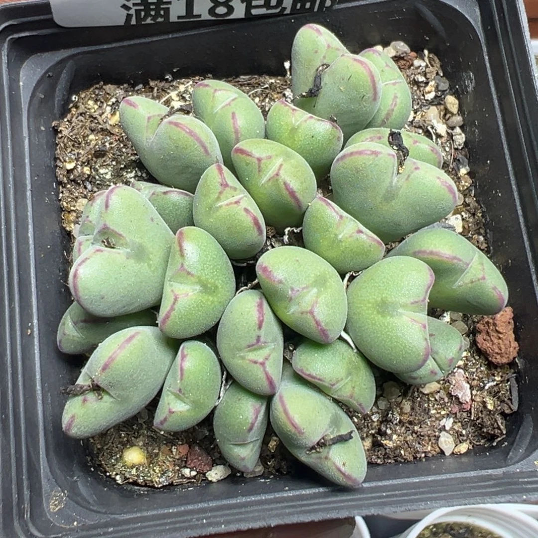 【闪购商品】 448。