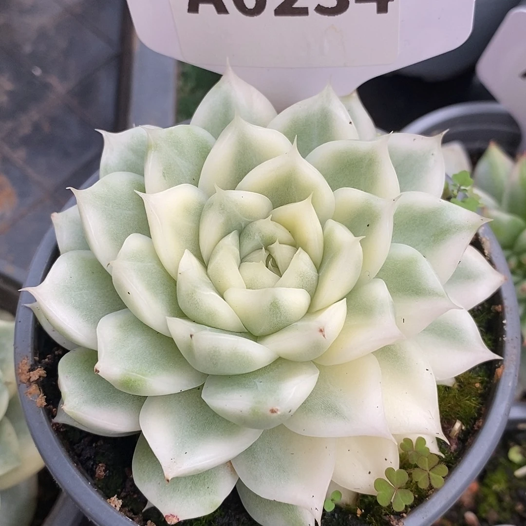 234麦秆哈哈哈哈哈哈