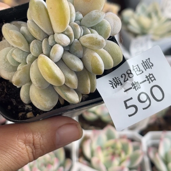 粉兔缀多肉植物590