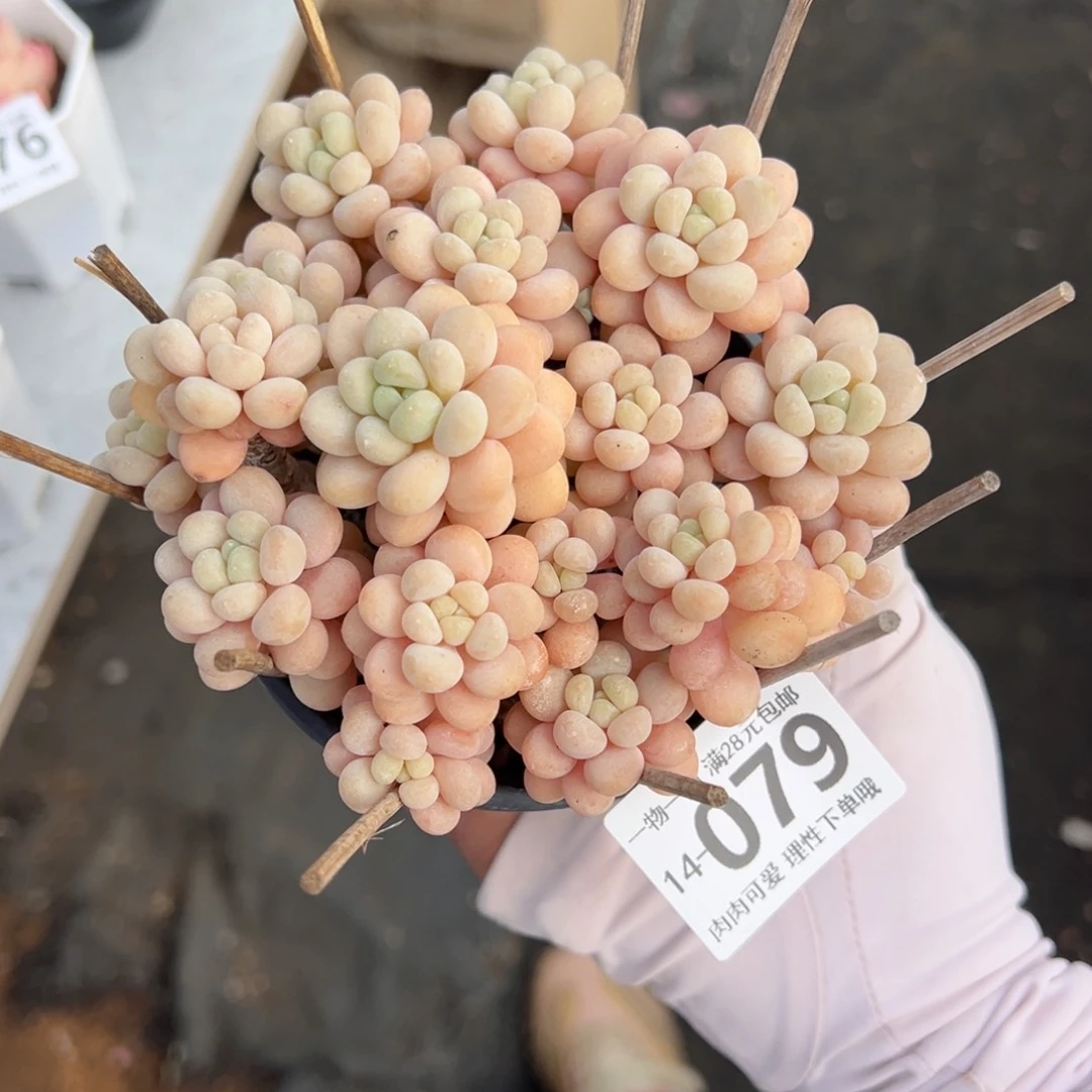 洛可可多肉多肉多肉多肉