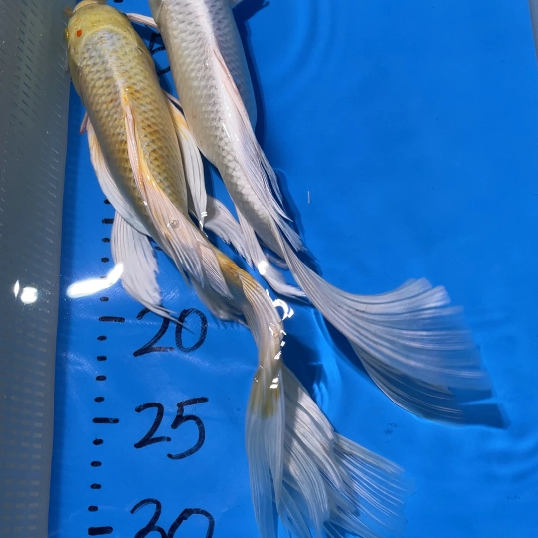 锦鲤蝴蝶锦鲤锦鲤包邮