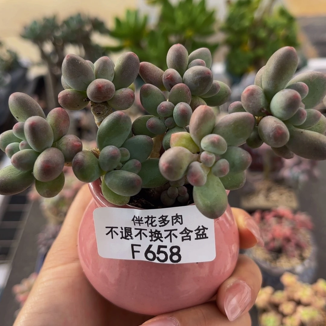 658-一代苹果奶多肉7cm