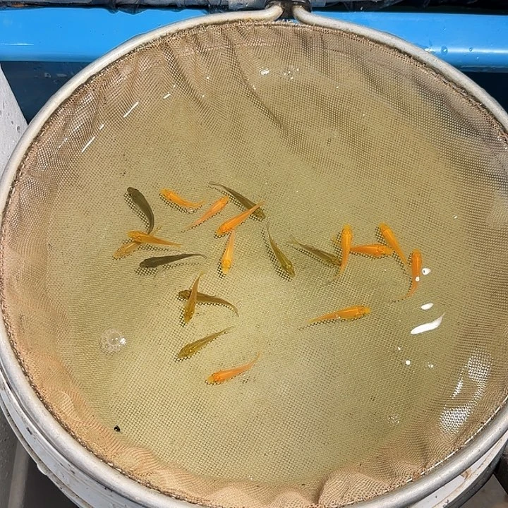 锦鲤芥子茶里混搭
