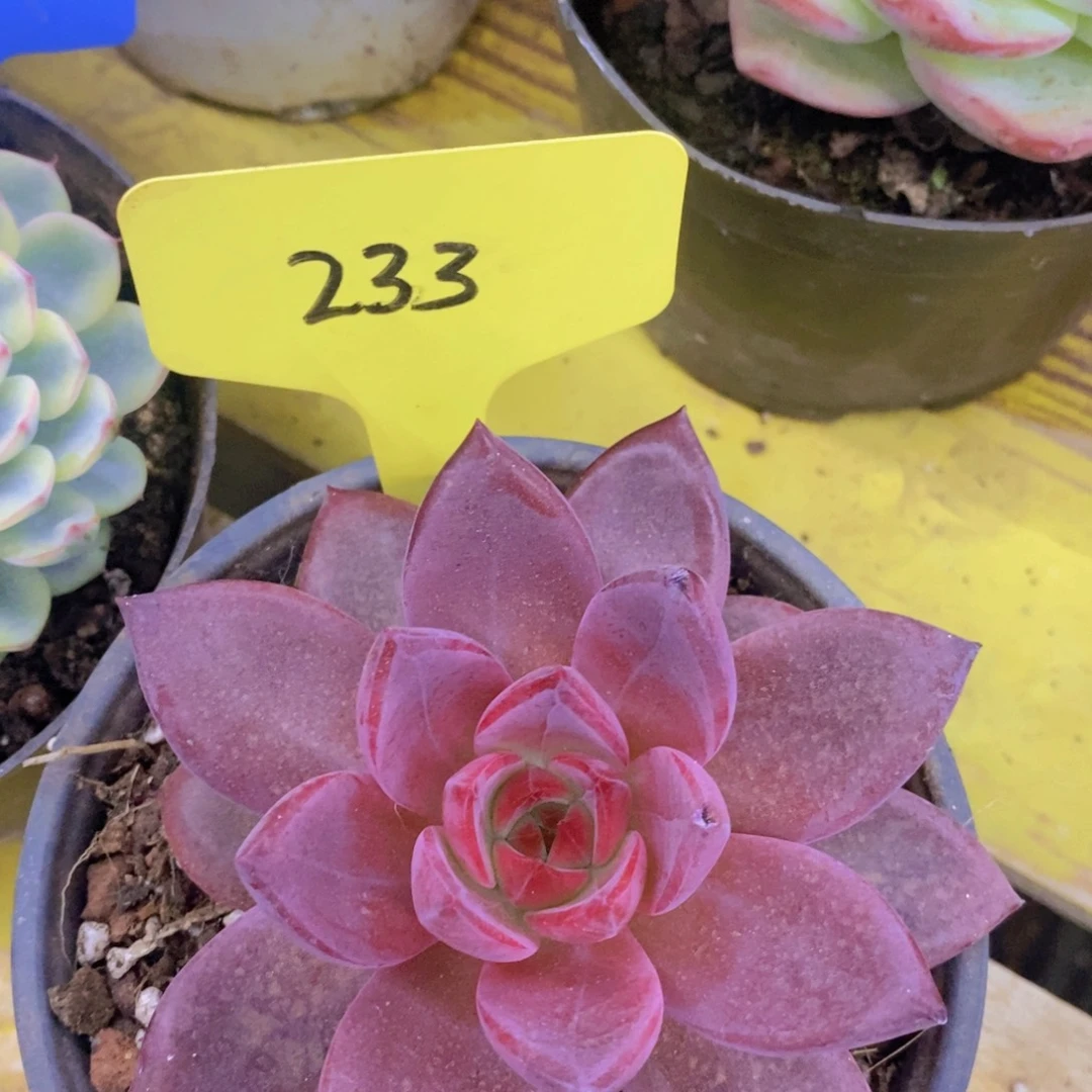 开心多肉，收官之战，最后一场