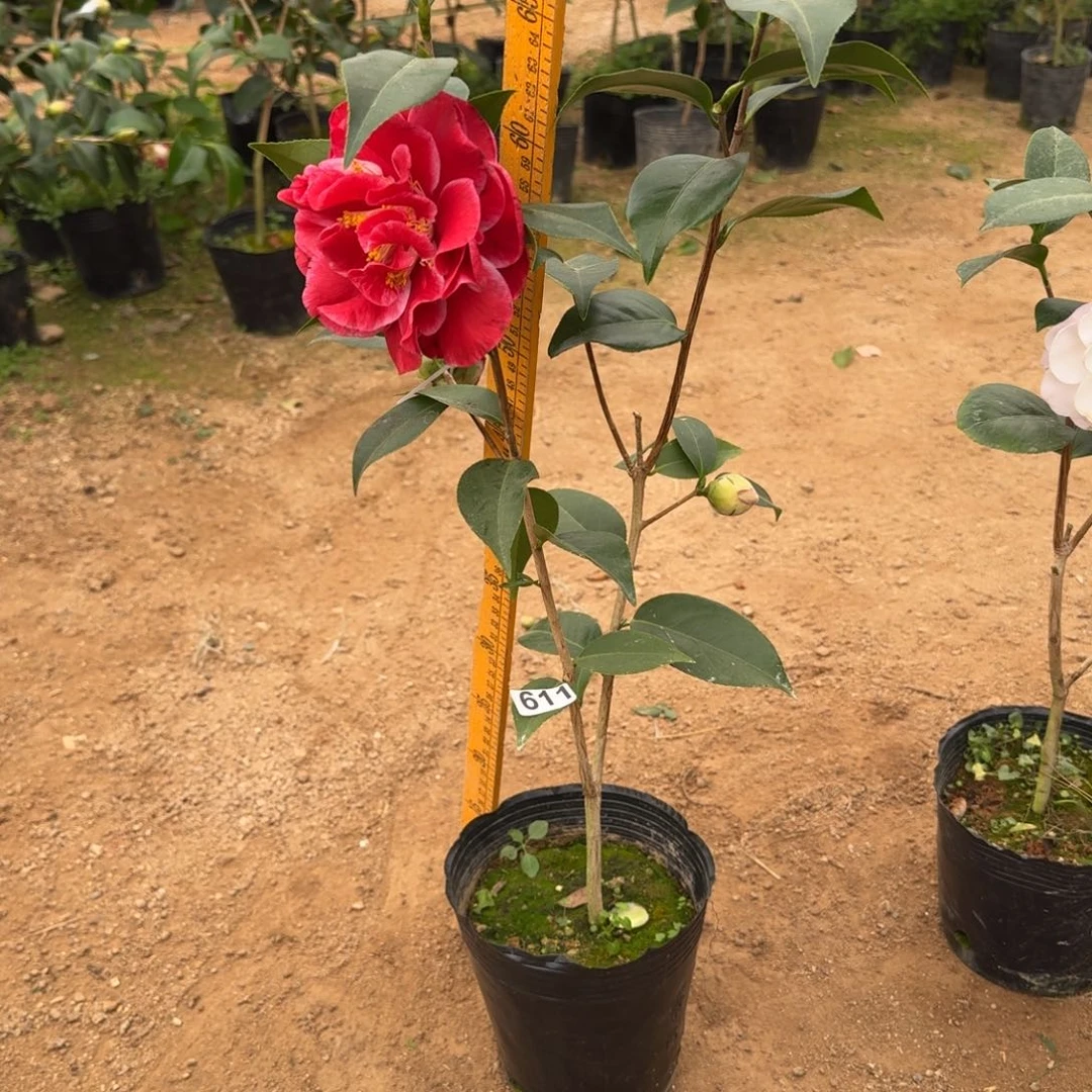 少量花朵（建议范围：2朵-5朵 或40%以下）611圣诞帽