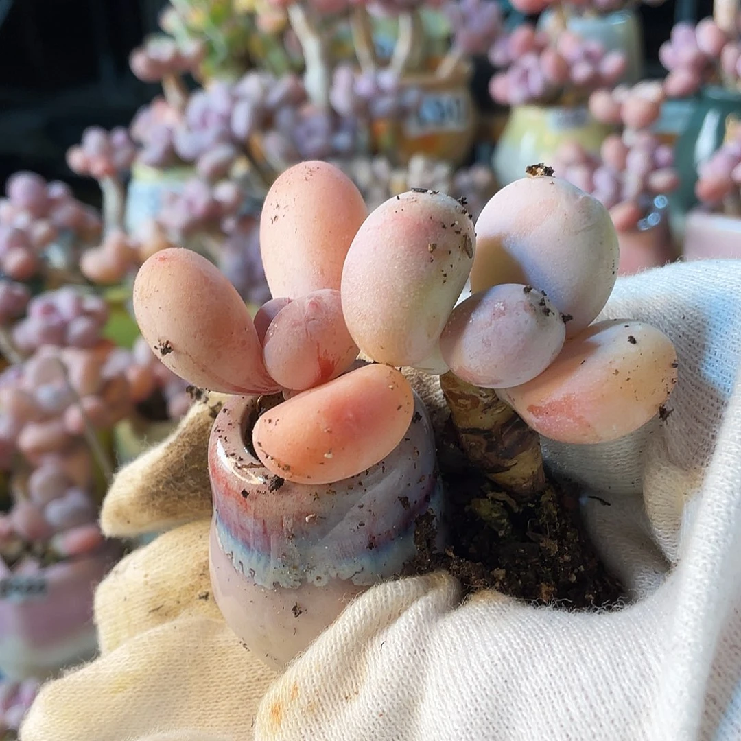 烟****源多肉植物的生长发育与生长发育的