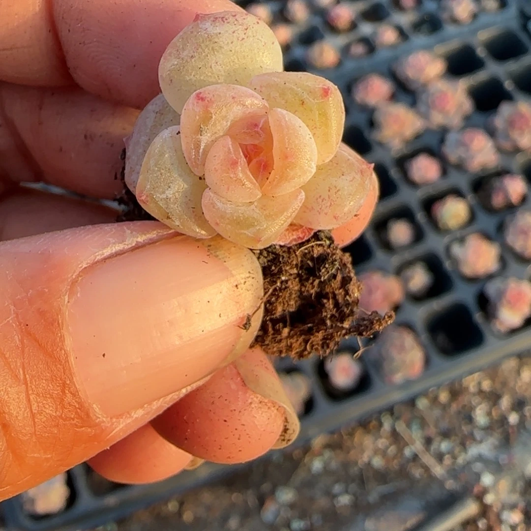 小卡拉米糖心一物一拍