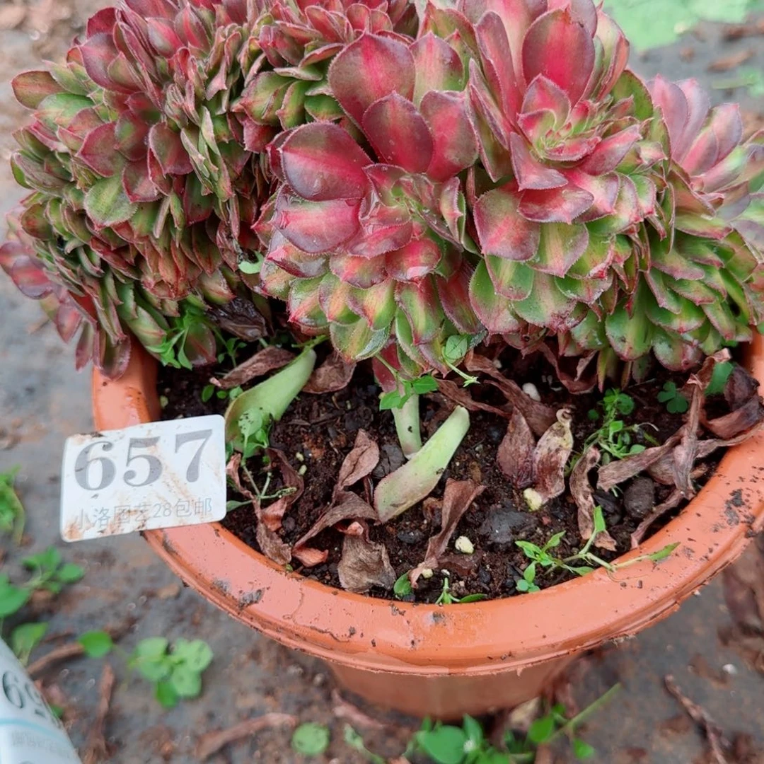 657抹茶缀化多肉植物满28包邮