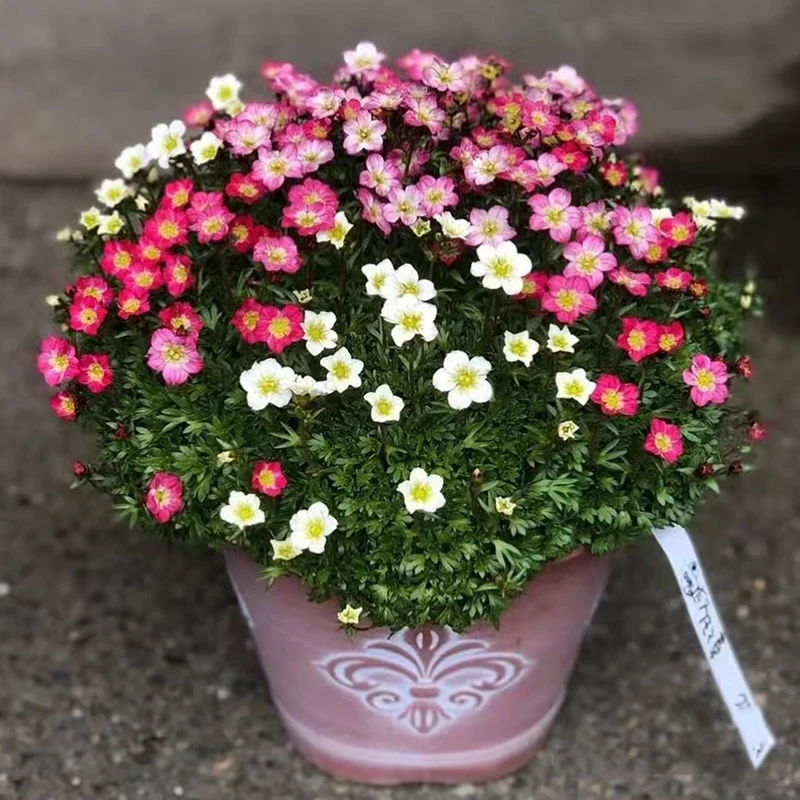 虎耳草(网红款)四季开花多年生庭院阳台好养花春季