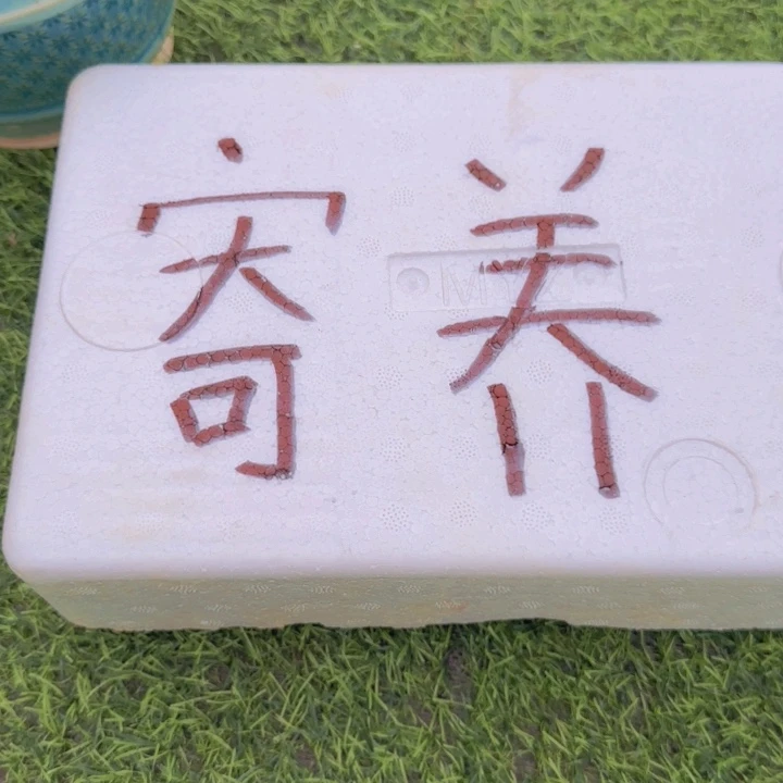 寄养客户专拍666