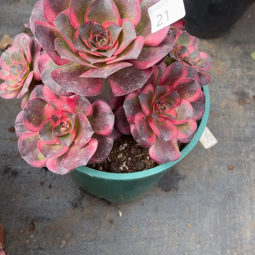 21纳福多肉植物系