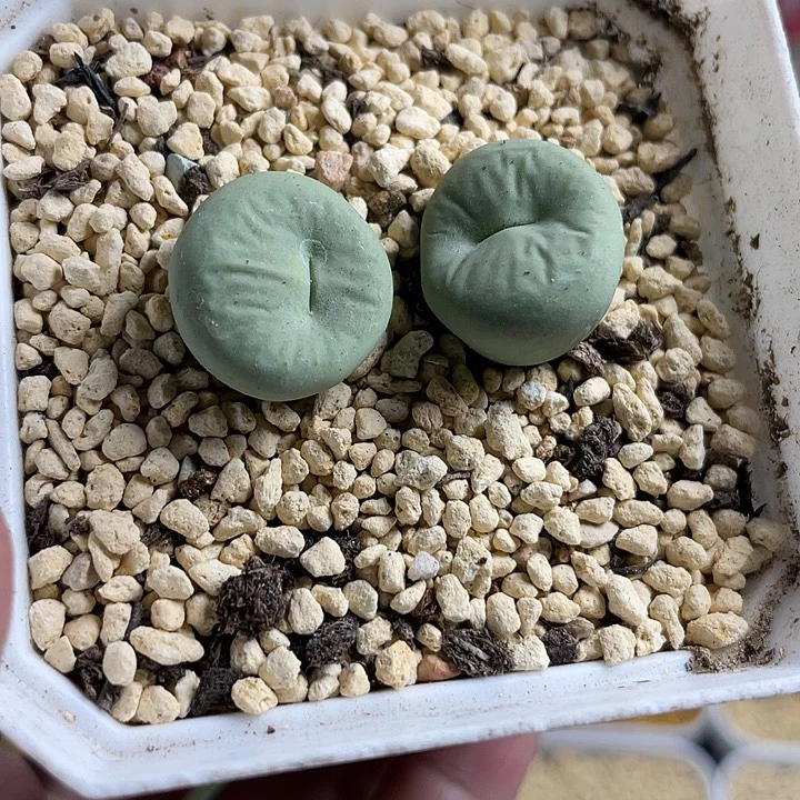 佳人园艺多肉生石花大型嘴746