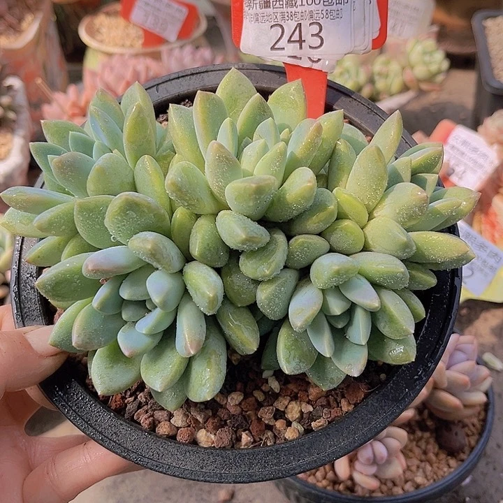 243七彩奶糖。                 
