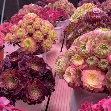 L*多肉植物法师盆2个