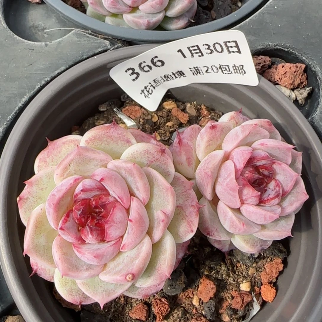 花语逸镜0130-366