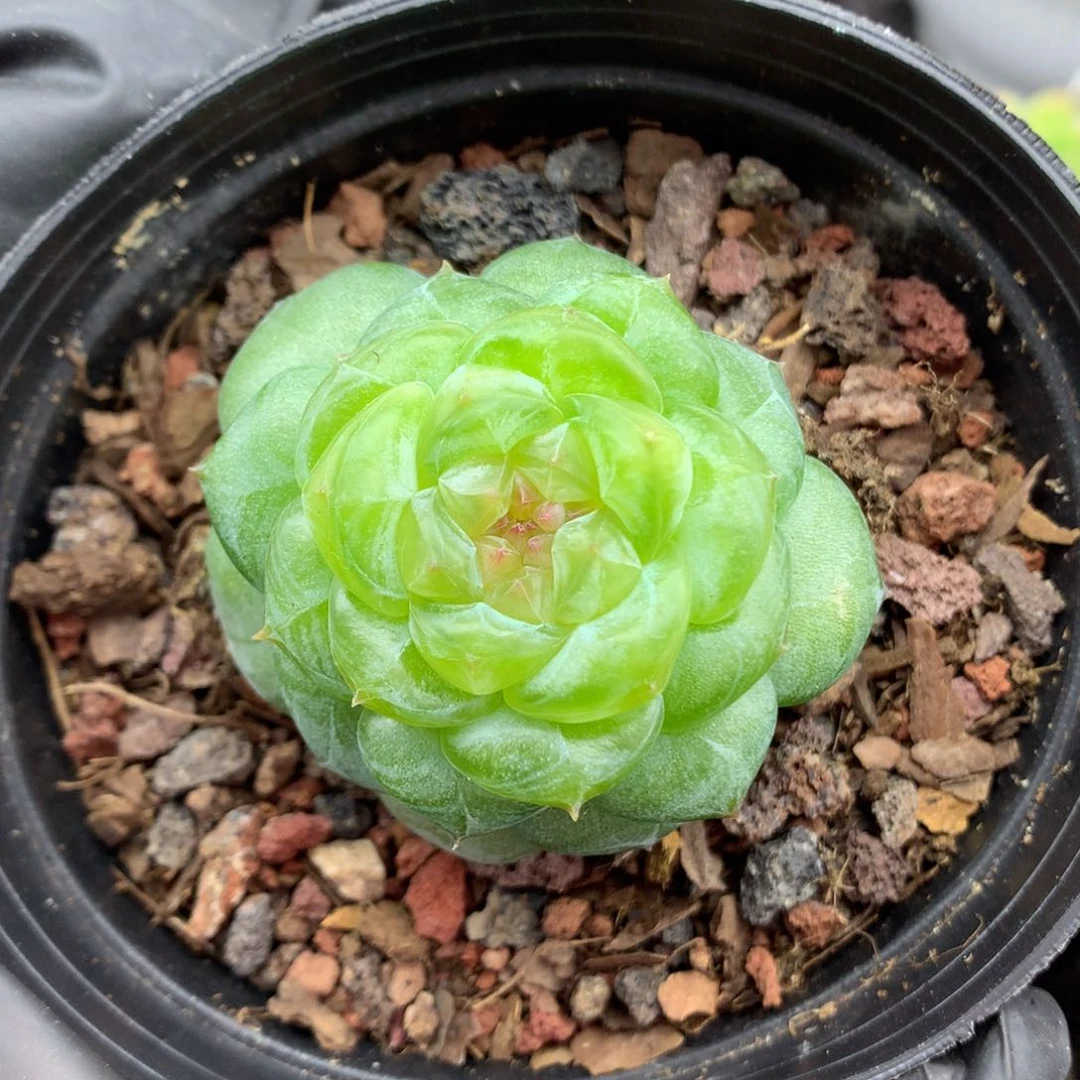 58包邮  群生不包整糖心37
