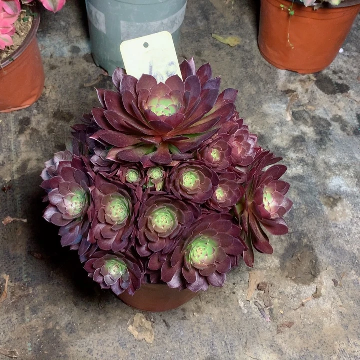 100红魔多肉一物一拍