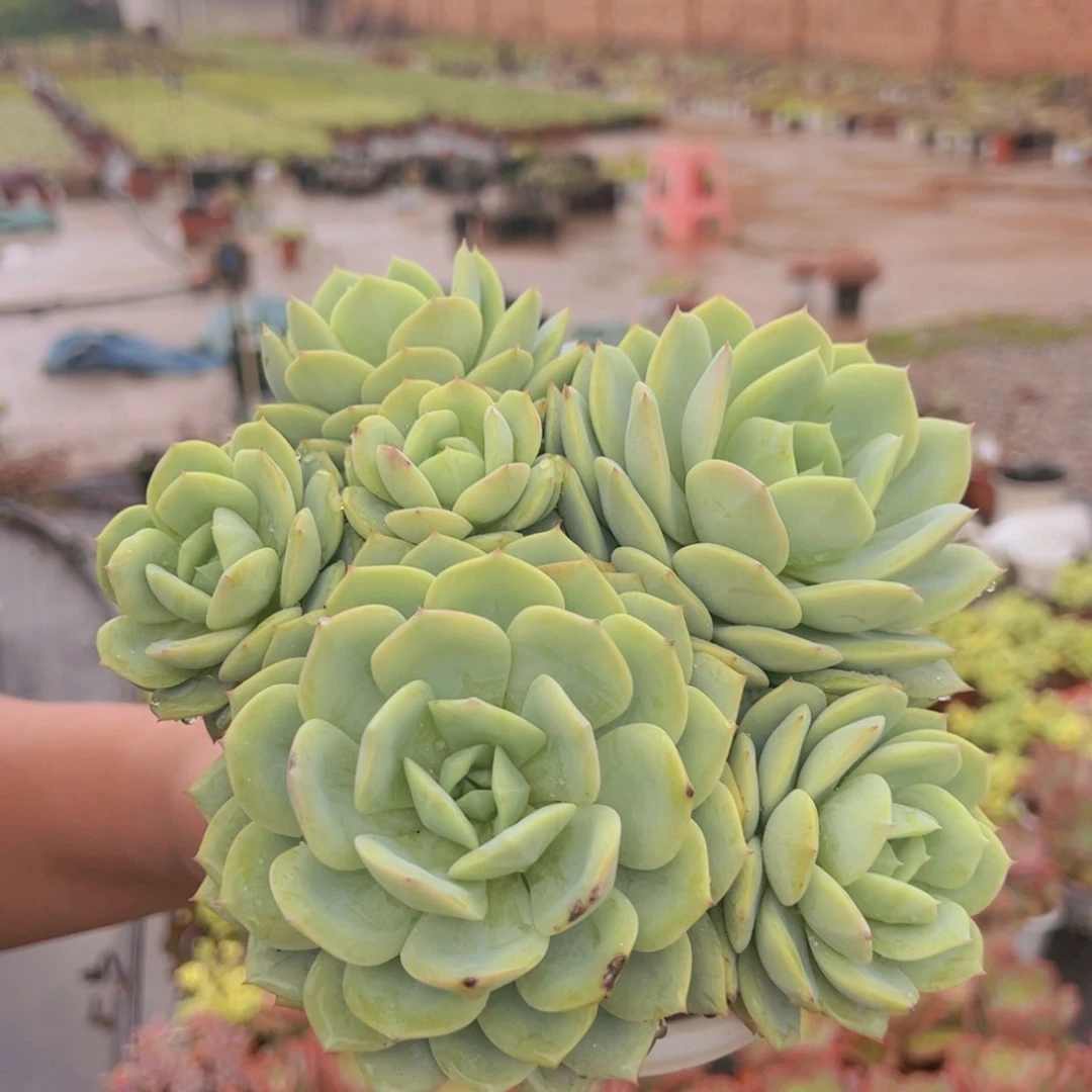 韩国恋曲四大头起发