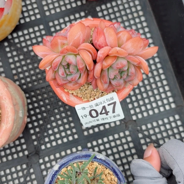 全明星无盆土发货多肉多肉