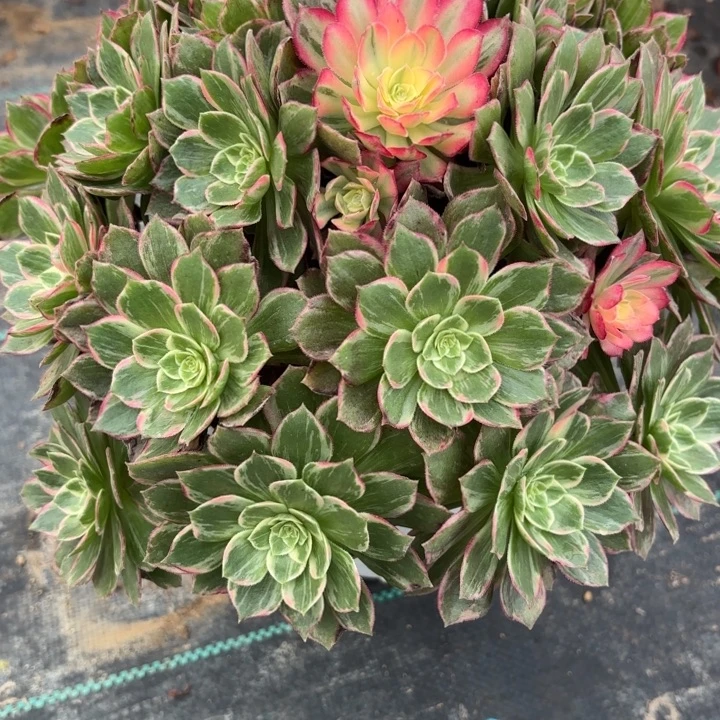 万花筒多肉法师不包损64