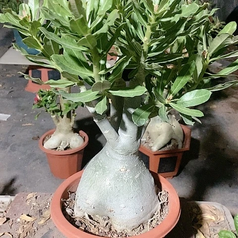 【闪购商品】无花朵水*