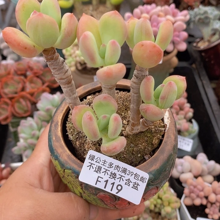 二代苹果奶老桩不包整119多肉植物
