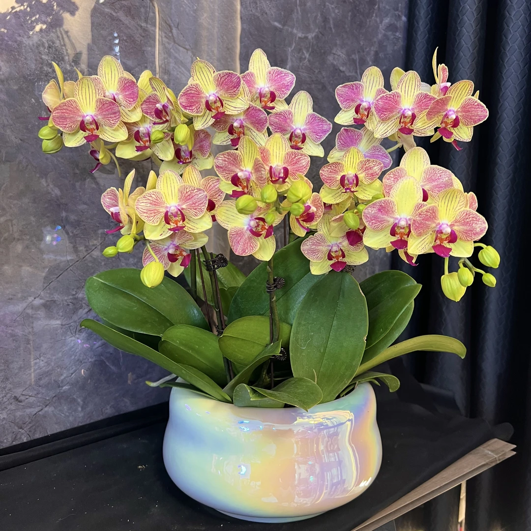 【三色鸟-蝴蝶兰】 懒人种植 禅意 轻奢 易养花期长