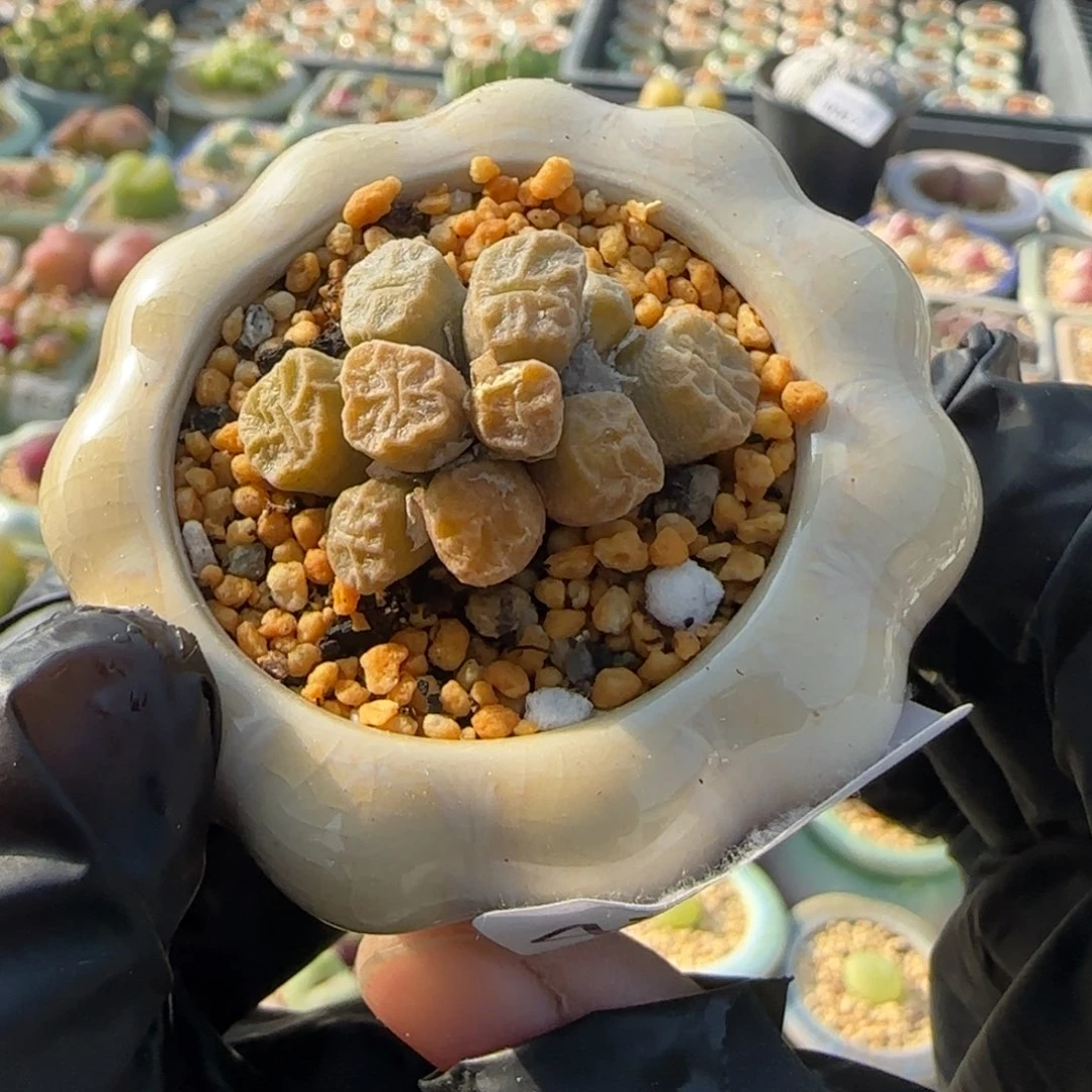 4781-一物一拍 带盆