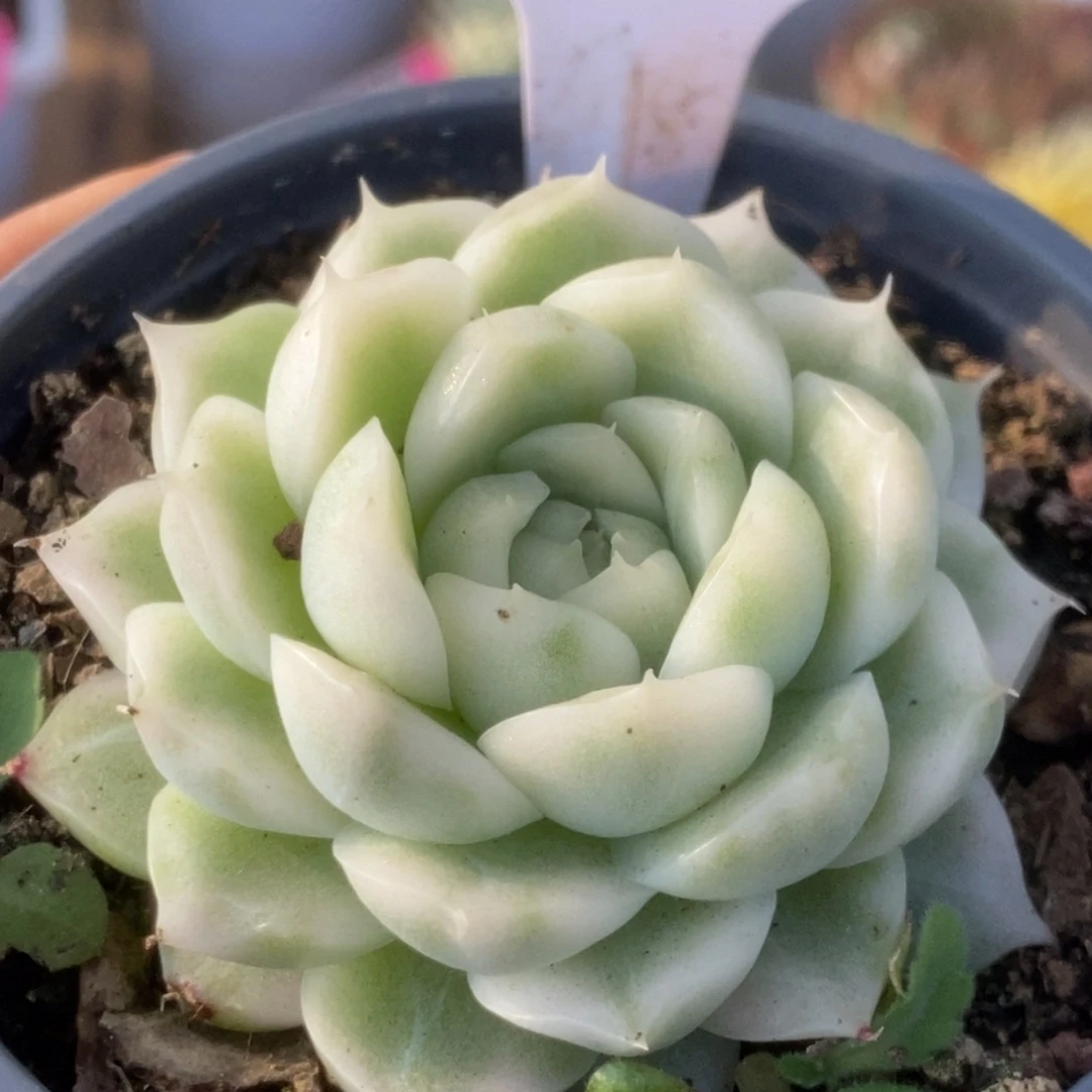 231白瓷麦杆锦锦锦锦锦锦