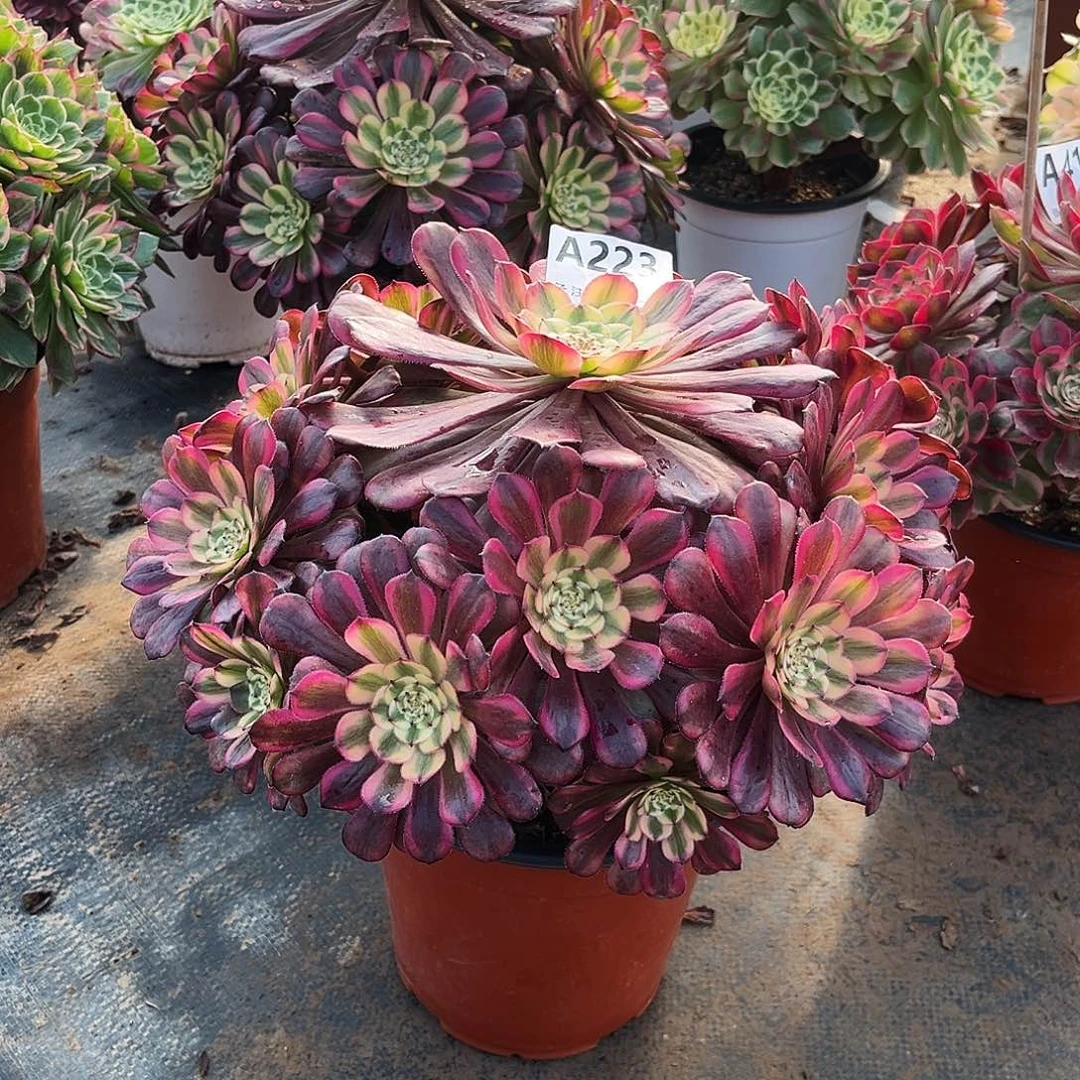 多肉植物美姬变异223多肉