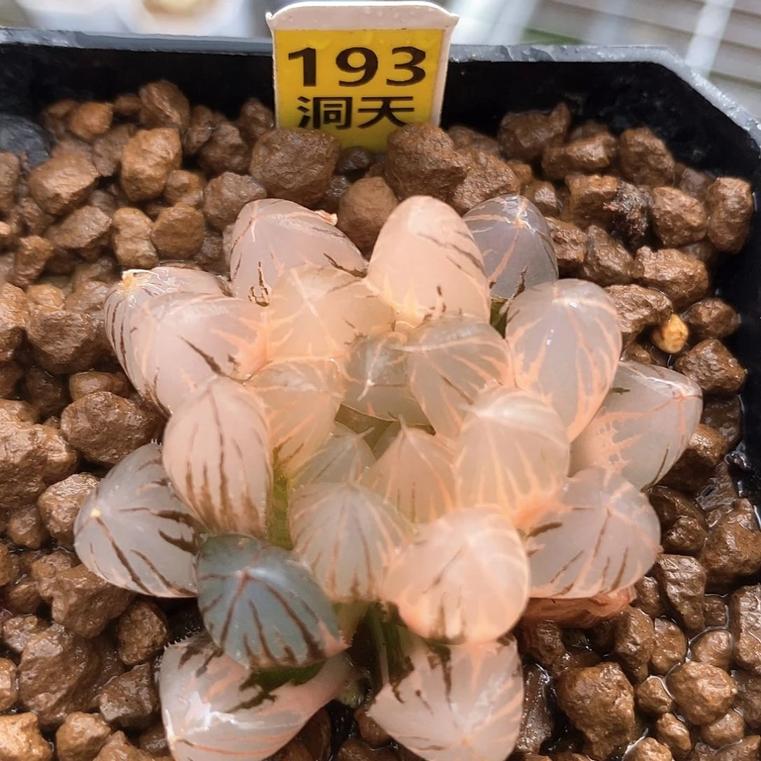 193号霓虹灯玉露锦一物一拍