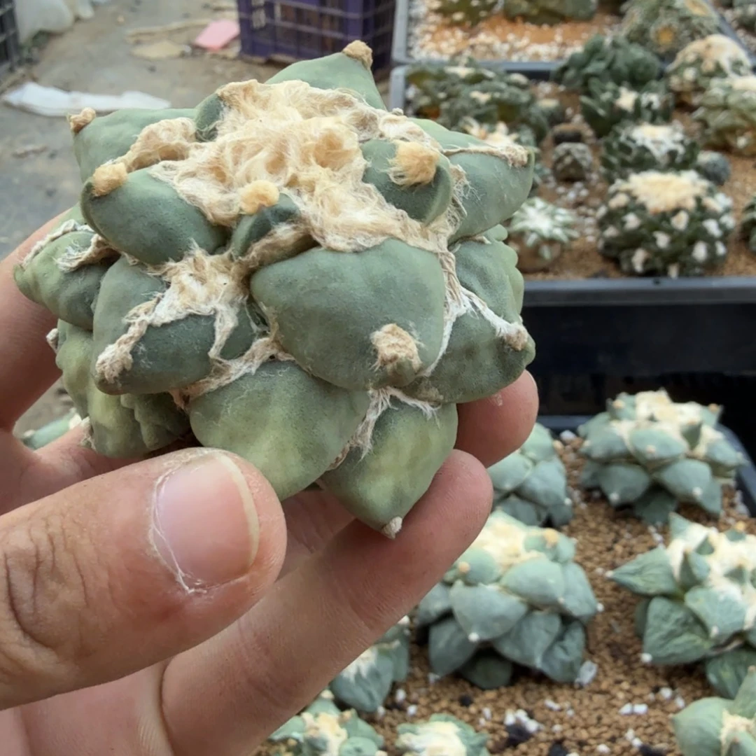 小***单仙人球开花一个福利品有跟